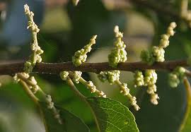 Image result for Putranjivaceae