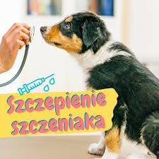 Tygodniem życia psa i jest to. Szczepienie Szczeniaka Kalendarz Szczepien Kiedy Szczepic
