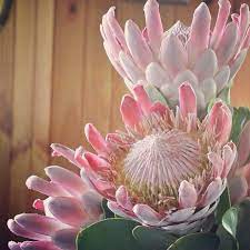 The king protea is south africa's national flower, and the proteaceae family encompasses a wide variety of flowers and leaves. Ice Pink Proteas Protea Flower Unusual Flowers Rare Flowers