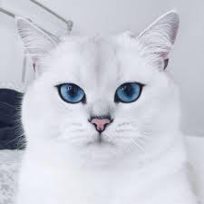 Image result for cat