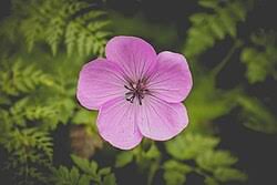 Image result for Geranium mlanjense