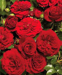 Fiori rossi simili alle rose. 14 Idee Su Fiori Rossi Fiori Rossi Fiori Fiori Da Bulbo