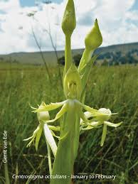 Image result for Centrostigma