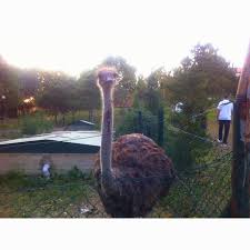 Big Bird