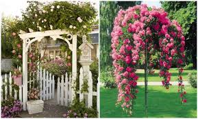 Small or dwarf weeping trees for landscaping (with pictures). Plant Some Roses At Your House