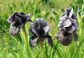 الأزهار البرية في فلسطين مركز المعلومات الوطني الفلسطيني