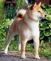 Hi Jinx Shiba Inu Shiba Inu Shiba Inu Breeders Shiba