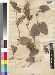 Image result for Raphidiocystis jeffreyana