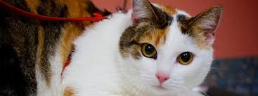 Dit bedrijf is gevestigd op het adres j.f. Kat De Graafschap Dierenartsen