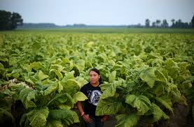 Check spelling or type a new query. Just 13 And Working Risky 12 Hour Shifts In The Tobacco Fields The New York Times