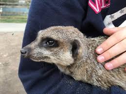 Check spelling or type a new query. Fantastic Meerkat Experience Picture Of Willow Tree Family Farm Shirebrook Tripadvisor