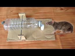 This mouse trap is a homemade live catch mouse trap. How To Make A Simple 2l Bottle Humane Mousetrap That Works Youtube Mouse Traps Getting Rid Of Mice Rat Traps