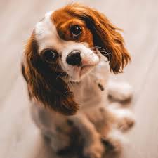 Check spelling or type a new query. Dog Name Generator Generators List