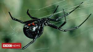 The most powerful neurotoxins present in black. Virus Stole Poison Genes From Black Widow Spider Bbc News