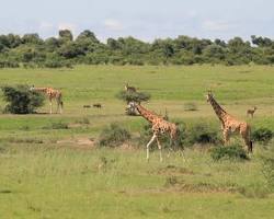 Image of Savanna in Murchison Falls National Park