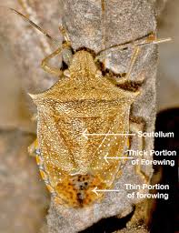 Image result for Hetaeria tetraptera