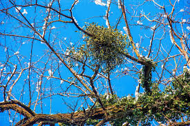 Image result for Viscum