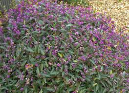 Image result for Hardenbergia