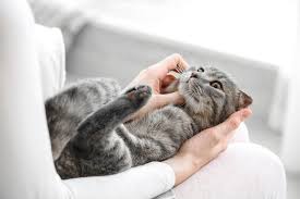 Er wird belächelt, ich beschimpft. Katzen Suchen Sich Ihre Menschen Aus Grunde Massnahmen Tractive