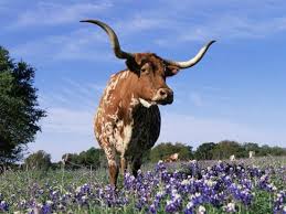 Longhorn cattle hd wallpapers, desktop and phone wallpapers. Texas Longhorn Cow In Lupin Meadow Texas Usa Photographic Print Lynn M Stone Allposters Com