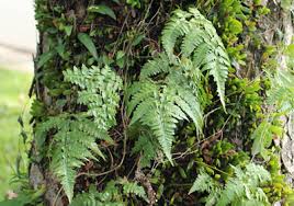 Image result for Davalliaceae