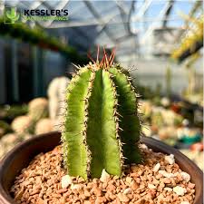 Image result for Euphorbia