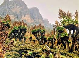 Image result for Dendrosenecio