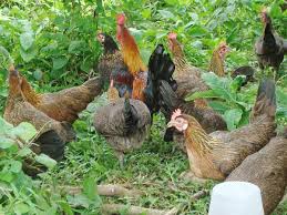 Darag Native Chicken Production Guide How To Raise Darag Native Chicken