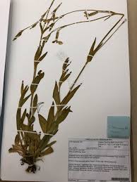 Image result for Silene bellidioides