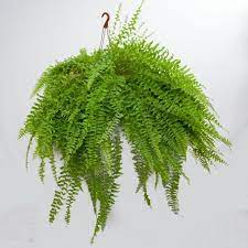 Helecho Colgante Brincos De Argila Plantas