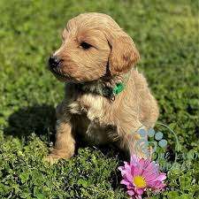 The sire is a 55 pound golden f1b (back cross to. Mini Goldendoodle For Sale California Mini Goldendoodle For Sale Florida
