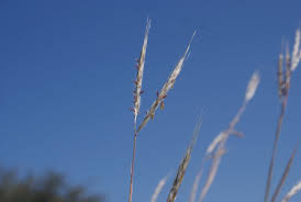 Image result for Andropogon schirensis