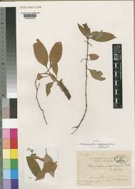 Image result for Neuracanthus africanus