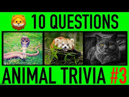 If you've ever experienced a miracle in your life, it's likely due to a spirit animal who has been watching over you. Video Animal Trivia