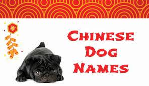 To help you start with the process of finding the perfect dog name we've handpicked a list of the best chinese crested dog names. Chinese Dog Names Chinese Dog Dog Names Dogs