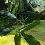 Image result for Warburgia