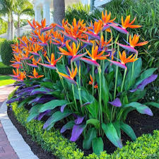 Image result for Brachycorythis pleistophylla