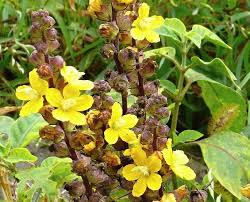 Image result for Alectra parasitica