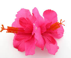 Silk hibiscus flower hair clips. Double Flower Fuchsia Pink Hibiscus Poly Silk Hair Comb Silk Flower Hair Clip Hibiscus Flower Hair Clips