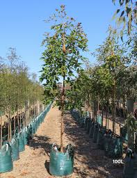 Image result for Lophostemon confertus