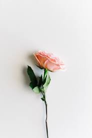 23 different stock platforms from around the world are in one place! 500 Flower Pictures Hd Download Free Images On Unsplash