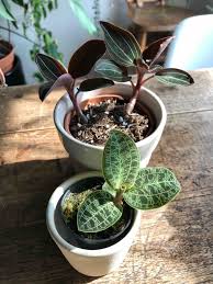 Maybe you would like to learn more about one of these? How To Care For Jewel Orchids Macodes Petola Ludisia Discolor Houseplanthouse