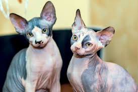 According to today, jasper the cat has been through it: Sphynx Cat For Sale Uk Petfinder