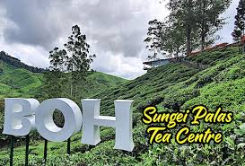 One is situated before tanah rata at a lower altitude and the other one know as sungai palas plantation is further up near brinchang peak. Masuk Percuma Ke Boh Sungai Palas Tea Centre Cameron Highlands