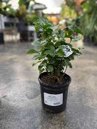 Image result for Jasminum sambac