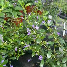 Image result for Freylinia tropica