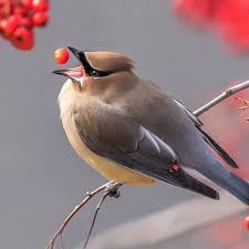 1 584 likes 23 comments featured wildlife featured wildlife on instagram featured wildlife shot of the day photograp pet birds cedar waxwing animals