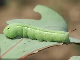 Image result for Hippotion celerio