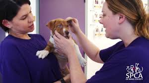 Search our online pets or come by a local petco store for an adoption event. Creating A Humane Community Spca Of Wake County