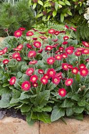 Perennial Solutions Gerbera Garvinea Series Greenhouse Product News Gerbera Perennials Flowers Perennials